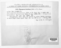 Fomitopsis betulina image